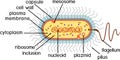 Bacterial cell structure. Prokaryotic cell with nucleoid